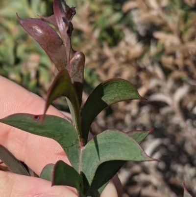 Acacia triptera (Spur-wing Wattle) at Killawarra, VIC - 30 Oct 2021 by Darcy