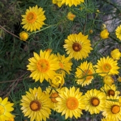 Xerochrysum viscosum (Sticky Everlasting) at Killawarra, VIC - 30 Oct 2021 by Darcy