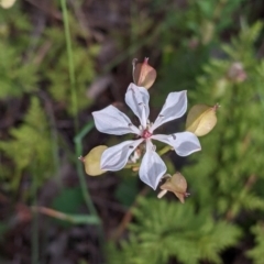 Burchardia umbellata (Milkmaids) at Killawarra, VIC - 30 Oct 2021 by Darcy