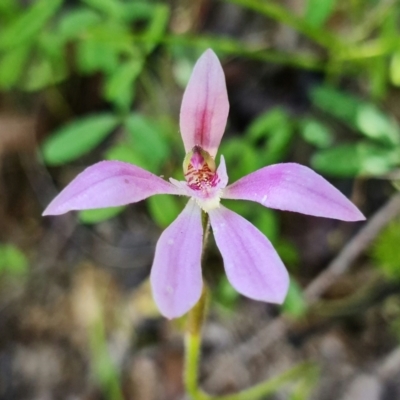 Caladenia carnea (Pink Fingers) at Paddys River, ACT - 1 Nov 2021 by RobG1