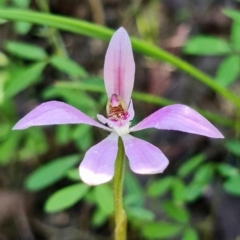 Caladenia carnea at Paddys River, ACT - 1 Nov 2021