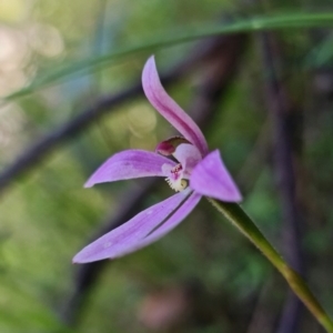 Caladenia carnea at Paddys River, ACT - 1 Nov 2021