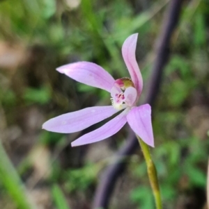 Caladenia carnea at Paddys River, ACT - 1 Nov 2021