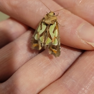 Cosmodes elegans at Ngunnawal, ACT - 1 Nov 2021