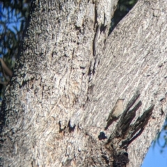 Climacteris picumnus victoriae (Brown Treecreeper) at Killawarra, VIC - 31 Oct 2021 by Darcy