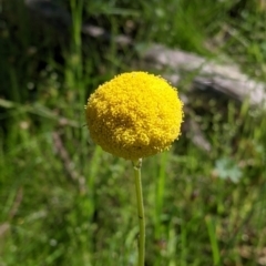 Craspedia variabilis (Common Billy Buttons) at Killawarra, VIC - 30 Oct 2021 by Darcy