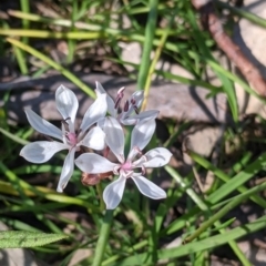 Burchardia umbellata (Milkmaids) at Killawarra, VIC - 31 Oct 2021 by Darcy