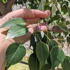 Brachychiton populneus (Kurrajong) at Killawarra, VIC - 30 Oct 2021 by Darcy