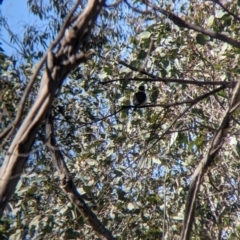 Todiramphus sanctus (Sacred Kingfisher) at Killawarra, VIC - 30 Oct 2021 by Darcy