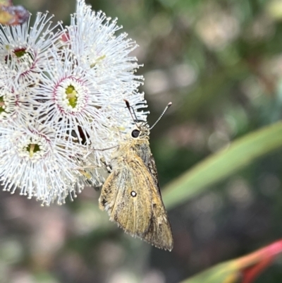 Trapezites luteus (Yellow Ochre, Rare White-spot Skipper) at Murrumbateman, NSW - 1 Nov 2021 by SimoneC