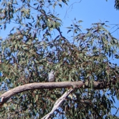 Coracina papuensis (White-bellied Cuckooshrike) at Killawarra, VIC - 31 Oct 2021 by Darcy