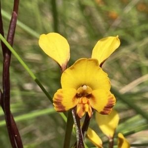 Diuris semilunulata at Stromlo, ACT - 1 Nov 2021