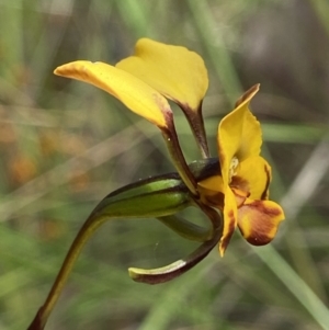 Diuris semilunulata at Stromlo, ACT - 1 Nov 2021