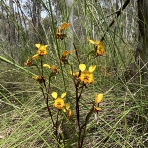 Diuris semilunulata at Stromlo, ACT - 1 Nov 2021