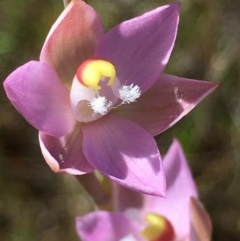 Thelymitra pauciflora (Slender Sun Orchid) at Lower Boro, NSW - 27 Oct 2021 by mcleana