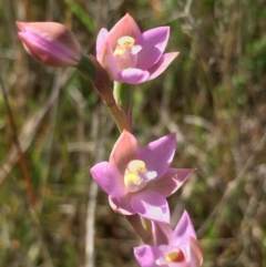 Thelymitra pauciflora at Lower Boro, NSW - 28 Oct 2021