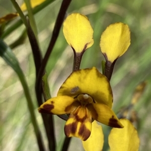 Diuris sp. at Stromlo, ACT - 1 Nov 2021