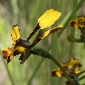 Diuris sp. at Stromlo, ACT - 1 Nov 2021