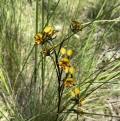 Diuris sp. at Stromlo, ACT - 1 Nov 2021