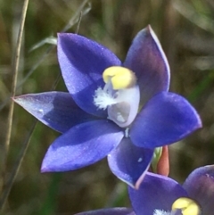 Thelymitra peniculata (Blue Star Sun-orchid) at Lower Boro, NSW - 27 Oct 2021 by mcleana