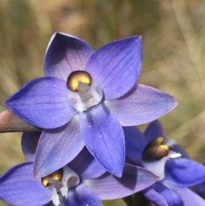 Thelymitra peniculata at Lower Boro, NSW - suppressed