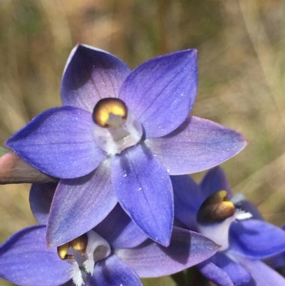 Thelymitra peniculata (Blue Star Sun-orchid) at Lower Boro, NSW - 27 Oct 2021 by mcleana