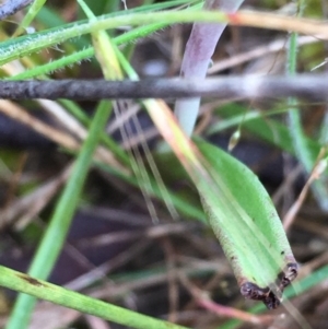 Thelymitra peniculata at Lower Boro, NSW - suppressed