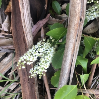 Prunus serotina (Black Cherry) at Flea Bog Flat to Emu Creek Corridor - 1 Nov 2021 by Dora