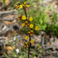 Diuris pardina (Leopard Doubletail) at Sutton, NSW - 6 Oct 2021 by Philip