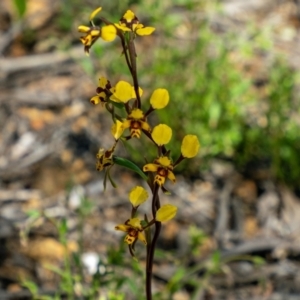 Diuris pardina at Sutton, NSW - 6 Oct 2021