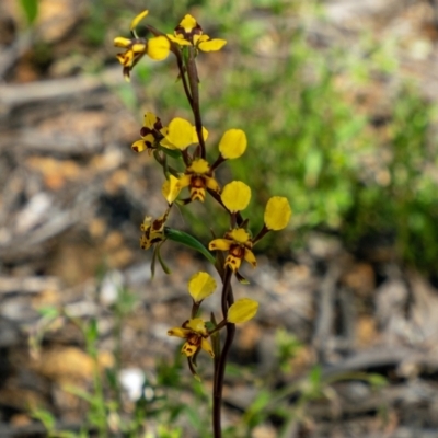 Diuris pardina (Leopard Doubletail) at Mulligans Flat - 6 Oct 2021 by Philip