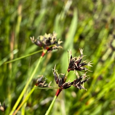 Schoenus apogon (Common Bog Sedge) at Googong, NSW - 2 Nov 2021 by Wandiyali