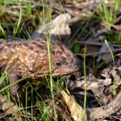 Tiliqua rugosa (Shingleback Lizard) at Forde, ACT - 1 Nov 2021 by Kurt