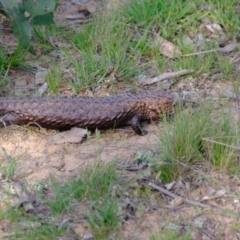 Tiliqua rugosa at Forde, ACT - 1 Nov 2021