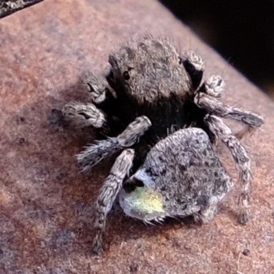 Maratus vespertilio (Bat-like peacock spider) at Mulligans Flat - 1 Nov 2021 by Kurt