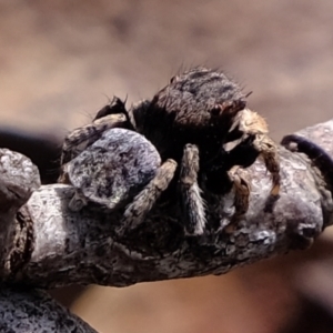 Maratus vespertilio at Forde, ACT - 1 Nov 2021