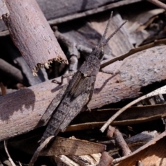 Coryphistes ruricola (Bark-mimicking Grasshopper) at Mulligans Flat - 1 Nov 2021 by Kurt