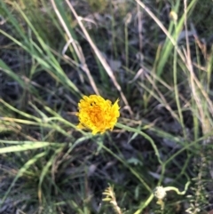 Hypochaeris radicata (Cat's Ear, Flatweed) at Belconnen, ACT - 1 Nov 2021 by Dora