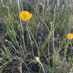 Hypochaeris radicata at Belconnen, ACT - 1 Nov 2021