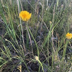 Hypochaeris radicata at Belconnen, ACT - 1 Nov 2021