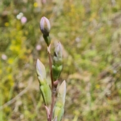 Thelymitra sp. (A Sun Orchid) at Jerrabomberra, ACT - 2 Nov 2021 by Mike