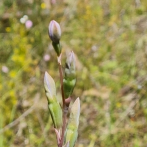 Thelymitra sp. at Jerrabomberra, ACT - suppressed