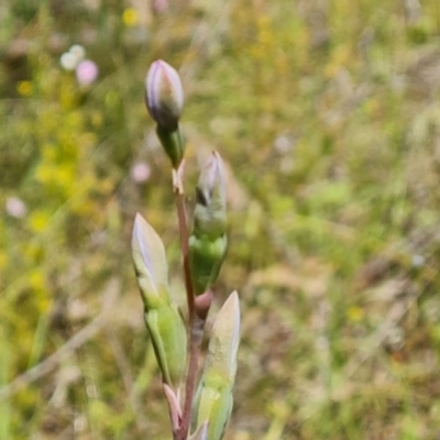 Thelymitra (genus) (sun orchids) at Jerrabomberra, ACT - 2 Nov 2021 by Mike