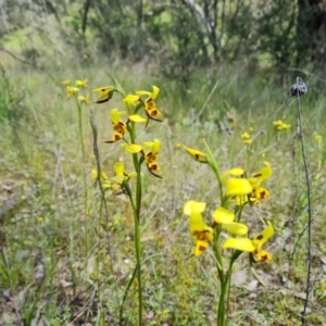 Diuris sulphurea at Jerrabomberra, ACT - 2 Nov 2021