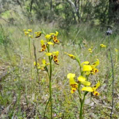 Diuris sulphurea (Tiger Orchid) at Jerrabomberra, ACT - 2 Nov 2021 by Mike