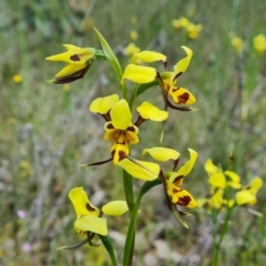 Diuris sulphurea at Jerrabomberra, ACT - 2 Nov 2021