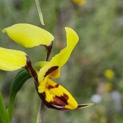 Diuris sulphurea at Jerrabomberra, ACT - 2 Nov 2021