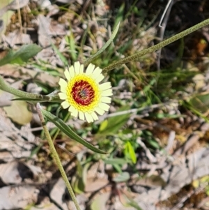 Tolpis barbata at Jerrabomberra, ACT - 2 Nov 2021 11:07 AM