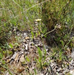 Tolpis barbata at Jerrabomberra, ACT - 2 Nov 2021 11:07 AM