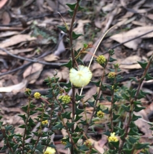 Acacia gunnii at Cotter River, ACT - 2 Nov 2021